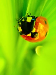 Coccinella septempunctata