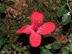 Asteranthera ovata