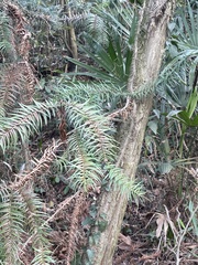 Cunninghamia lanceolata