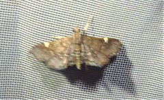 Deuterophysa