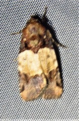 Hampsonodes naevia