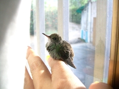 Trochilidae