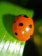 Coccinella septempunctata