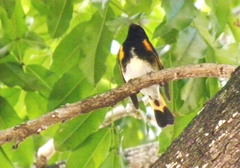 Setophaga ruticilla