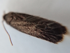 Lecithocera micromela