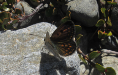 Lycaena tama