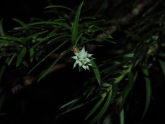 Saxegothaea conspicua