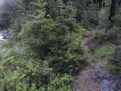 Podocarpus acutifolius