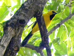 Icterus nigrogularis