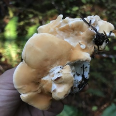Hydnum olympicum