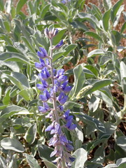 Lupinus cumulicola