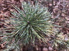 Chionaspis pinifoliae