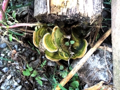 Fungi