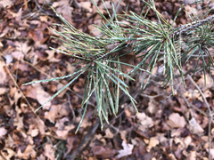 Chionaspis pinifoliae