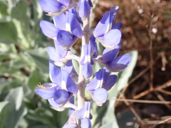 Lupinus cumulicola