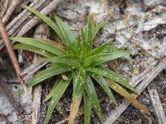 Lachnocaulon