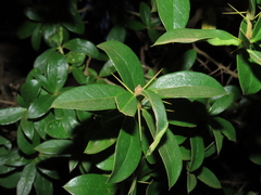 Archidasyphyllum diacanthoides