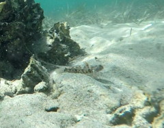 Bathygobius krefftii