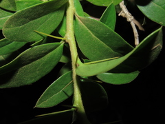 Archidasyphyllum diacanthoides