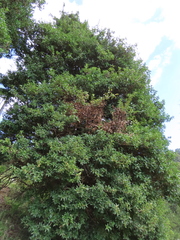 Archidasyphyllum diacanthoides