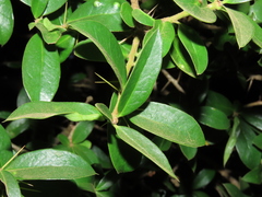 Archidasyphyllum diacanthoides