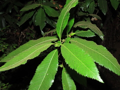 Caldcluvia paniculata