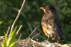 Turdus migratorius