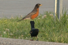 Turdus migratorius