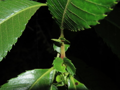 Caldcluvia paniculata
