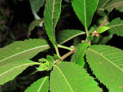 Caldcluvia paniculata