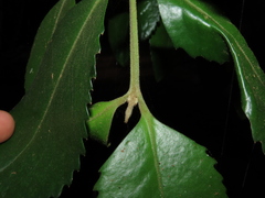 Laureliopsis philippiana