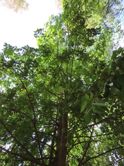 Laureliopsis philippiana