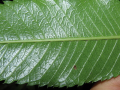 Caldcluvia paniculata