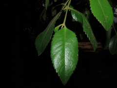 Laureliopsis philippiana