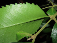 Laureliopsis philippiana