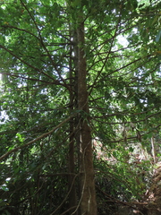 Laureliopsis philippiana