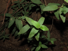 Baccharis racemosa