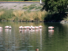 Phoenicopterus chilensis