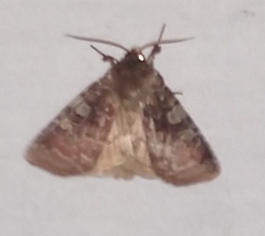 Cerastis tenebrifera