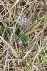 Polygala turgida