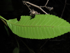 Caldcluvia paniculata