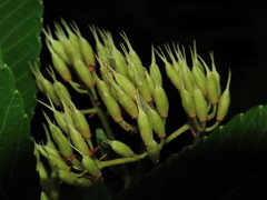 Caldcluvia paniculata