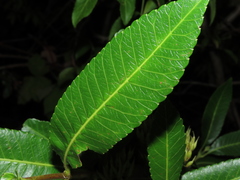 Caldcluvia paniculata