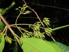 Caldcluvia paniculata