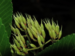 Caldcluvia paniculata
