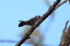 Phaeoptila sordida