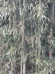 Phyllostachys sulphurea
