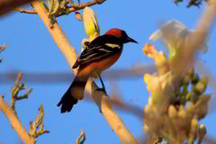 Icterus cucullatus