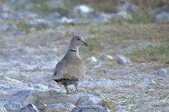 Streptopelia decaocto