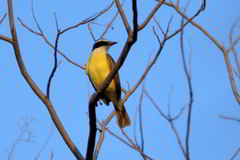 Pitangus sulphuratus